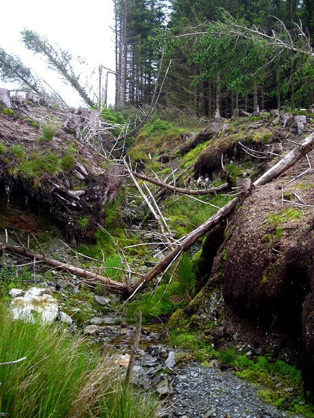 Photo 6"x4" Burn Full of Fallen Trees in Strathyre Forest Kingshouse c2008