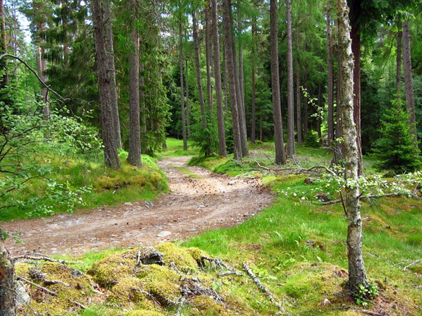 Photo 6"x4" Track to Dorsincilly, Glen Muick Ballater c2008