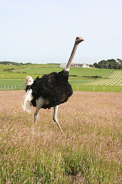 Photo 6"x4" What the ...? Lochhill\/NJ2964 c2008