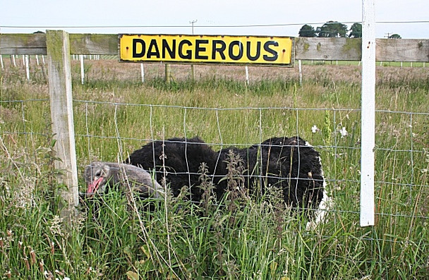 Photo 6"x4" It Means What It Says Lochhill\/NJ2964 c2008