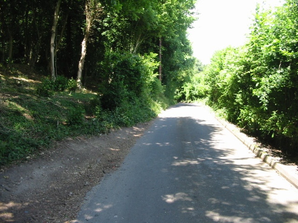 Photo 6"x4" Looking NW along road through Neck Wood Ewell Minnis c2008