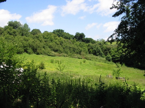 Photo 6"x4" Trees in the Alkham Valley Ewell Minnis c2008