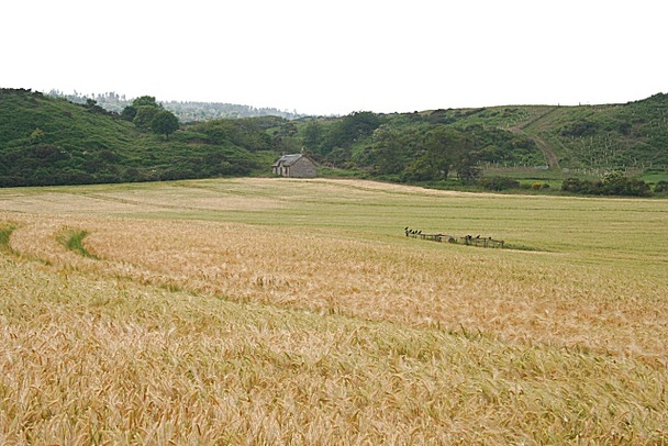 Photo 6"x4" Barley Field at Upper Manbeen Paddockhaugh c2008