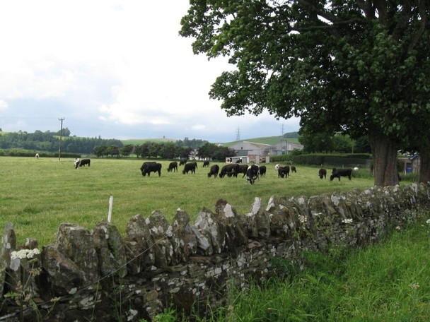 Photo 6"x4" Cattle and buildings, Scotston Bonnyton\/NO3338 c2008