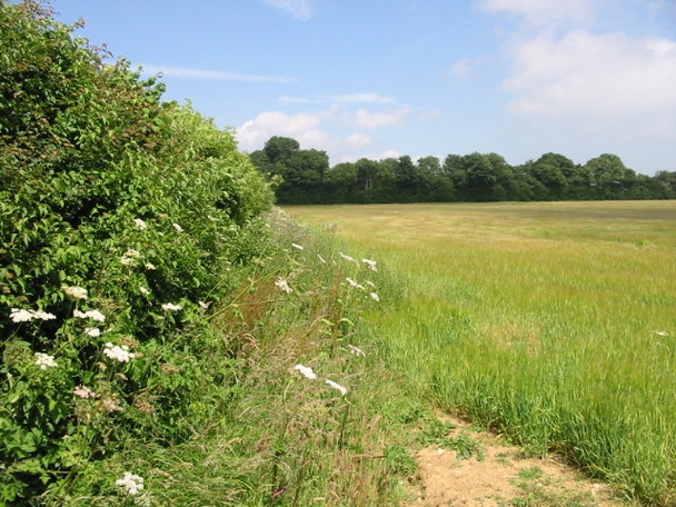 Photo 6"x4" Field edge near Colfir Farm Alkham c2008