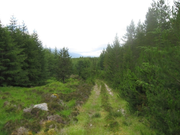 Photo 6"x4" Forestry track south of Loch Laggan, looking north-west towards Creag Meagaidh Fersit c2008