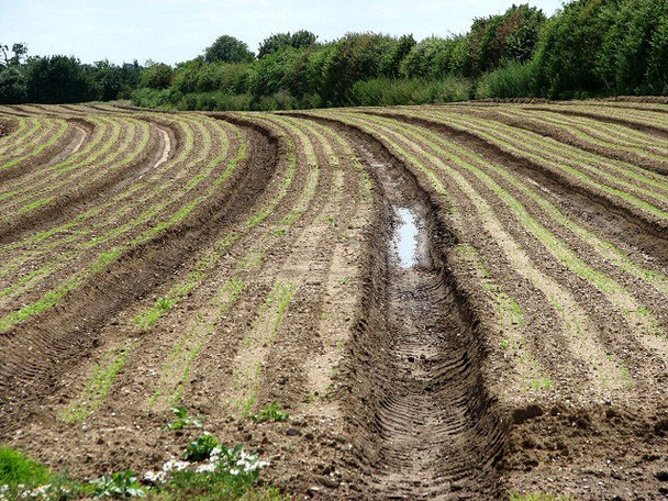 Photo 6"x4" A winter crop emerging from the soil Oulton\/TG1328 c2008