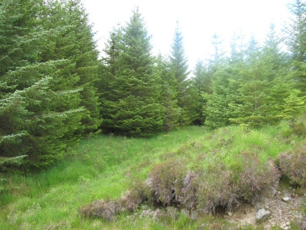Photo 6"x4" Forestry at Allt Sailean an E\u00c3\u00b2rna Salen\/An Sailean c2008