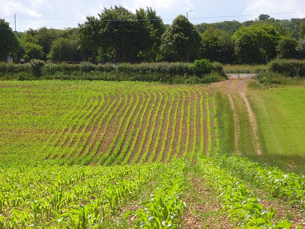 Photo 6"x4" Maize, Stokenchurch Bennett End c2008