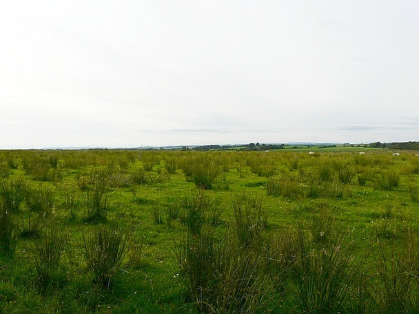 Photo 6"x4" Sheep grazing in rushy field Kirkcambeck c2008