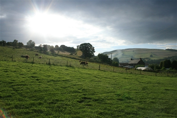 Photo 6"x4" Highland cattle, New House Farm Painscastle c2008