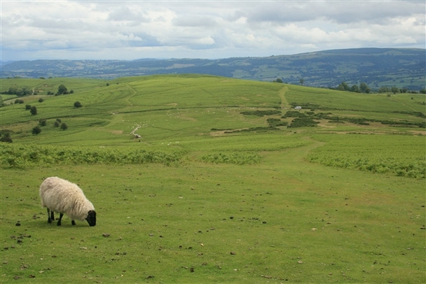 Photo 6"x4" Sheep, The Begwns Llanbedr\/SO1446 c2008