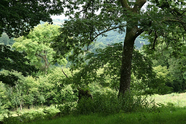 Photo 6"x4" Lustleigh: near Hammerslake Lustleigh c2008