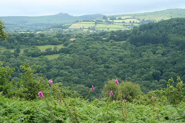 Photo 6"x4" Lustleigh: towards Water Cleave Lustleigh Cleave c2008