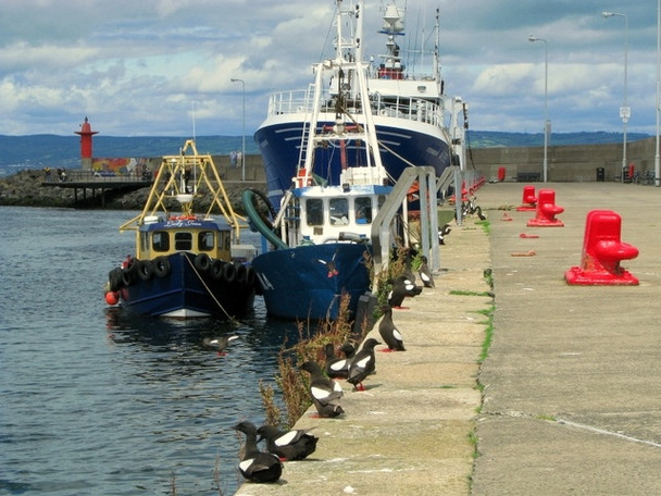 Photo 6"x4" Black Guillemots, Bangor [9] Bangor\/J5081 c2008