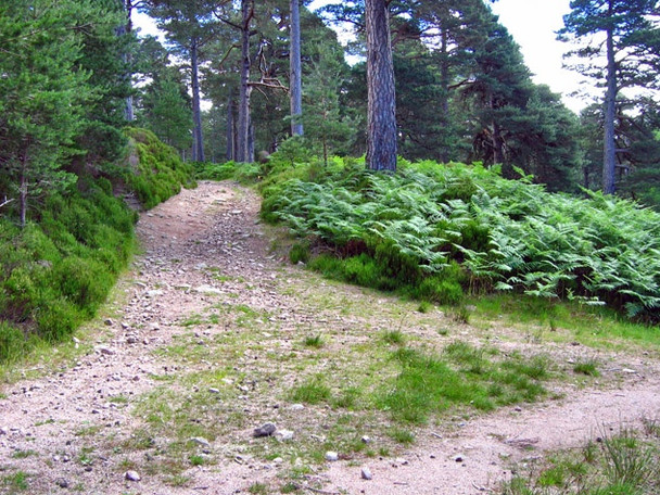 Photo 6"x4" Forestry track junction, Glen Tanar Millfield\/NO4896 c2008