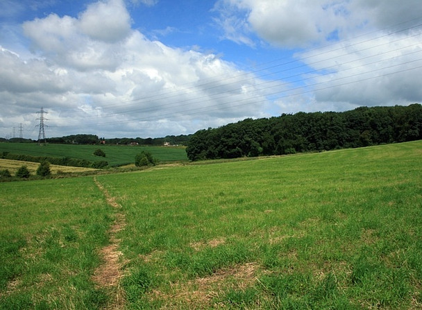 Photo 6"x4" Wormstall Wood Ledsham\/SE4529 c2008