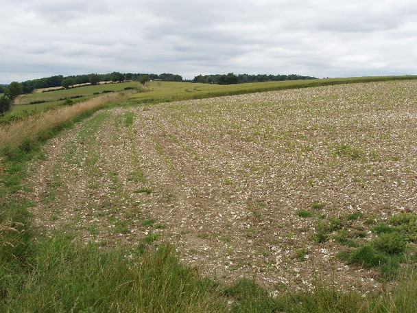 Photo 6"x4" Maize seedlings near Coxlease Farm Fawley Bottom c2008
