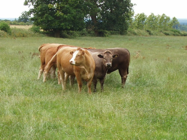 Photo 6"x4" Cattle near Stonor Stonor c2008