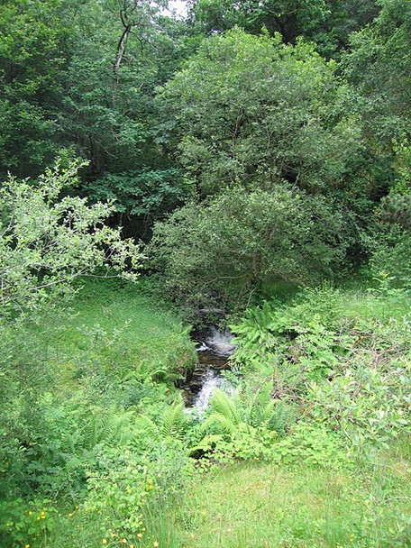 Photo 6"x4" Nant Brianne Allt y Fedw c2008