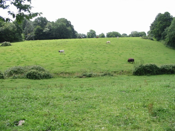 Photo 6"x4" Cattle in field to the S of Attwaters Lane Four Wents\/TQ7632 c2008