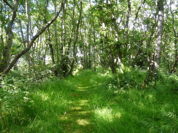 Photo 6"x4" Talich Nature Reserve Fearn c2008