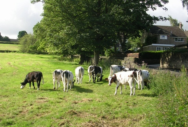 Photo 6"x4" Cows Grazing - Hopton Hall Lane, Upper Hopton Mirfield c2008