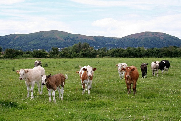 Photo 6"x4" Cow pasture near New House Farm Great Malvern c2008