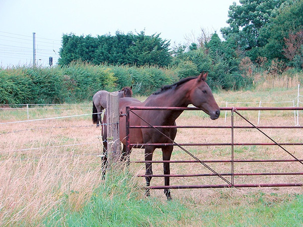 Photo 6"x4" Horses at Cadwell Farm Hitchin c2008