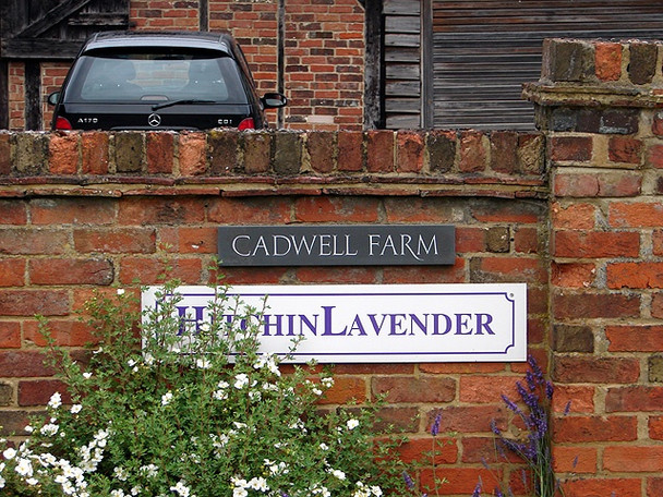 Photo 6"x4" Cadwell Farm - Hitchin Lavender - 01 Hitchin c2008