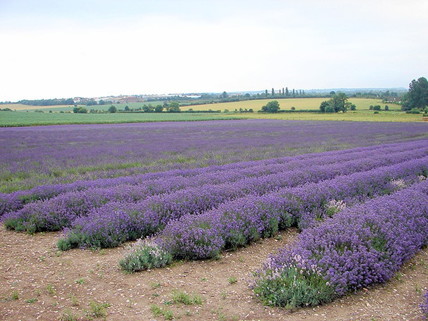 Photo 6"x4" Cadwell Farm - Hitchin Lavender - 15 Hitchin c2008