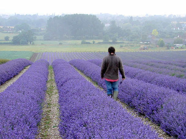 Photo 6"x4" Cadwell Farm - Hitchin Lavender - 18 Hitchin c2008