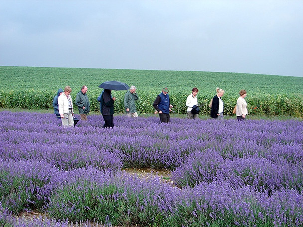 Photo 6"x4" Cadwell Farm - Hitchin Lavender - 20 Hitchin c2008