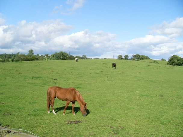 Photo 6"x4" Horses in field by Cleddans Road Bearsden c2008