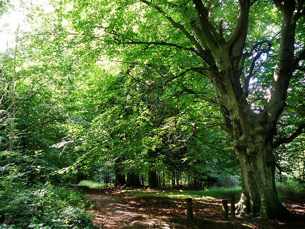 Photo 6"x4" Footpath near Edge End Edge End\/SO5913 c2008