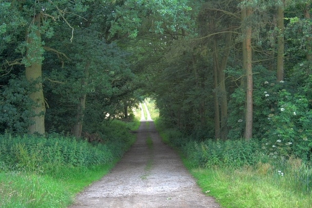 Photo 6"x4" Farm Track Through Browson Plantation Dalton\/NZ1108 c2008