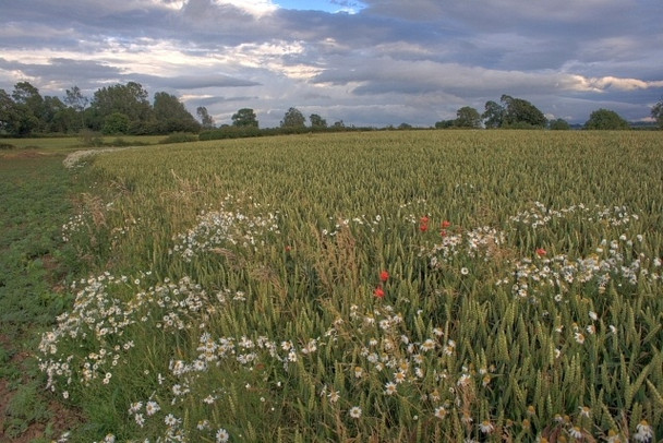 Photo 6"x4" Field Near Browson Bank Dalton\/NZ1108 c2008