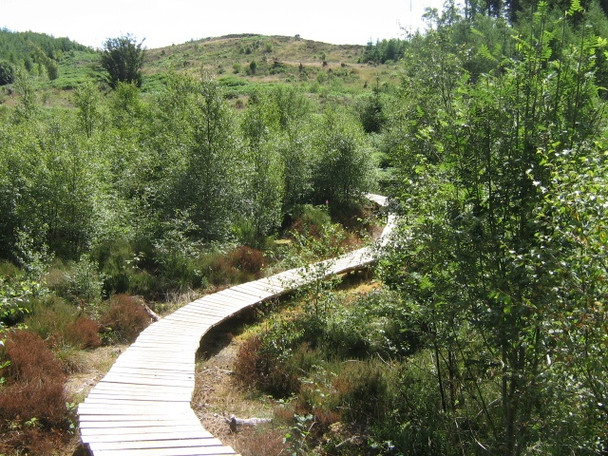 Photo 6"x4" Mabie Forest - Boardwalk Woodhead\/NX9171 c2008