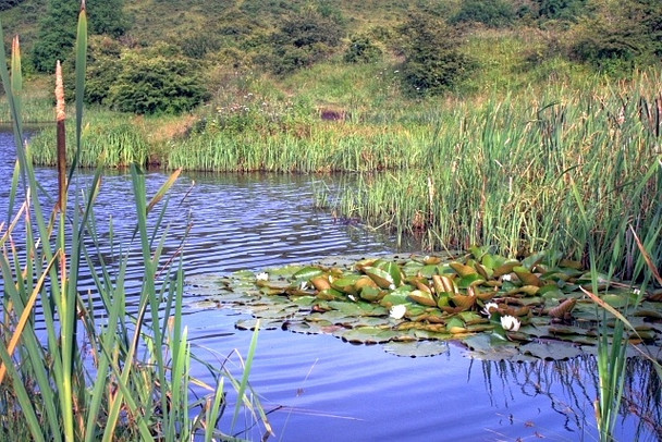 Photo 6"x4" Lake, Cassop Vale Cassop c2008