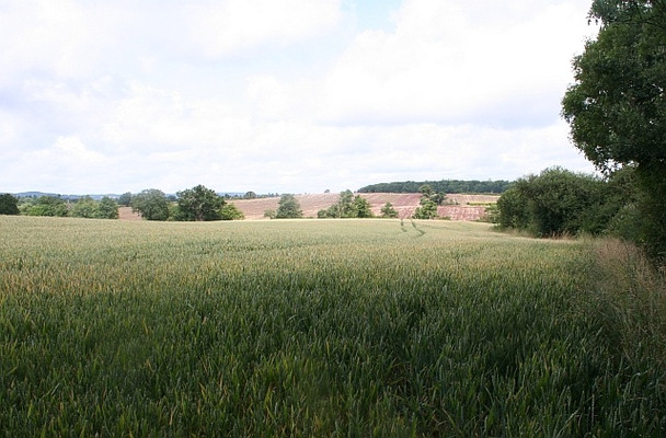 Photo 6"x4" Wheat field, Guarlford Guarlford c2008