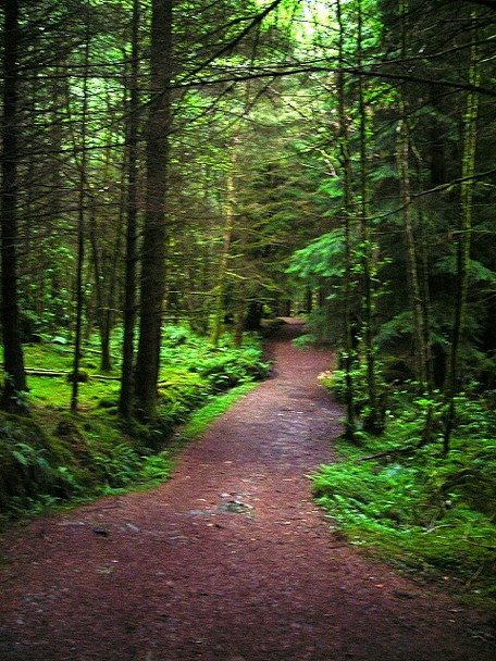 Photo 6"x4" Path Through Glencoe Forest Glencoe\/NN1058 c2008
