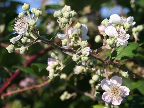 Photo 6"x4" Bramble flowers, Upper Welland Marl Bank c2008