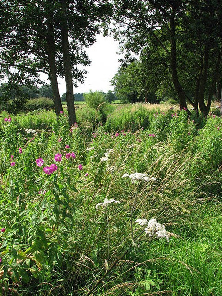Photo 6"x4" Wild flowers growing by the roadside Broom Green c2008
