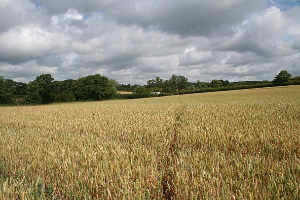 Photo 6"x4" Path through wheatfield Guarlford c2008