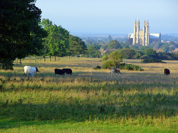 Photo 6"x4" Beverley Westwood, common land Beverley c2008