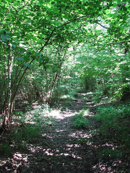 Photo 6"x4" A path in Foxley Wood Themelthorpe c2008