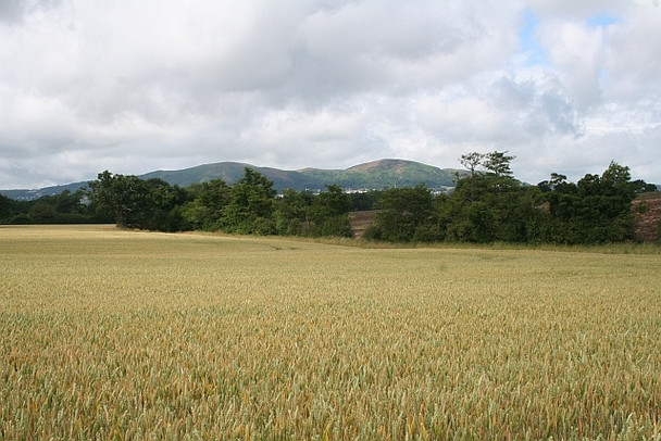 Photo 6"x4" Wheat field and the Whiteacres valley, Guarlford Guarlford c2008
