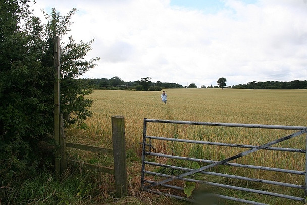 Photo 6"x4" Path through wheatfield near Whiteacres Brook Guarlford c2008