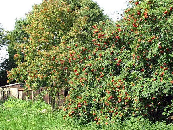 Photo 6"x4" Rowan trees Sparham c2008