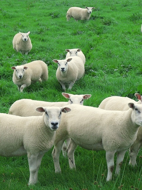 Photo 6"x4" Sheep near Dunfanaghy Dunfanaghy c2008